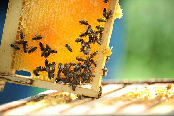 Lovely Honey Store