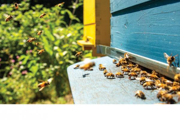 Lovely Honey Store